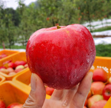 영주 사과 홍로 5kg (20-22과) 중소과 햇 꿀사과