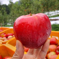 영주 사과 홍로 5kg (20-22과) 중소과 햇 꿀사과