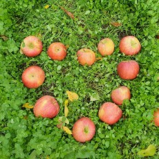 [사과 잘하는 집] 영주 햇 꿀사과 선물용 가정용 부사5kg (옵션선택)